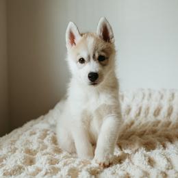 Siberian Husky Puppies from Polaire Siberians