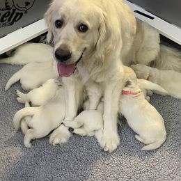 Golden Retriever Puppies from Fox Meadow English Cream Goldens