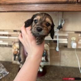 Curly - Cream male Dachshund puppy in Yuba City, California from Mulberry Dachshunds