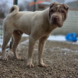Sam - Lilac dilute male Chinese Shar-Pei puppy in Salem, Ohio from WrinkleMonsters