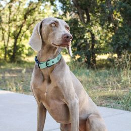 Oakley - Weimaraner