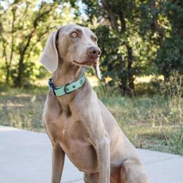 Oakley - Weimaraner