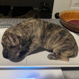 Pequeño - Tiger male Perro de Presa Canario puppy in Lenexa, Kansas from Medianoche GatoPerros