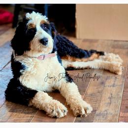 Reesie - Bernedoodle
