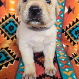 Boy 5 - Yellow male Labrador Retriever puppy in Potosi, Wisconsin from Point and Flush Gun Dogs