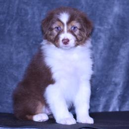 Dakota - Red tri-color female Australian Shepherd puppy in Easton, Missouri from MMA Kennel