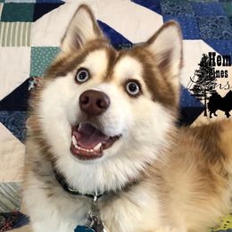 Loki - Pomsky