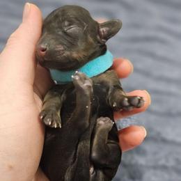 Ida - Cream female Dachshund puppy in Loganville, Georgia from Royal Dackel Haus
