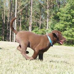 Labrador Retriever Puppies from Dry Pond Retrievers, LLC