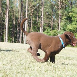 Labrador Retriever Puppies from Dry Pond Retrievers, LLC