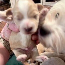 Lenny - Apricot male Maltipoo puppy in West Jordan, Utah from Mid Sized Maltipoos and More LLC