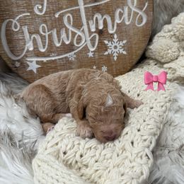 Girl 3 - Apricot female Goldendoodle puppy in Stratford, New Jersey from Meadow Lark Doodles