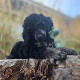 Dimond in the Ruff - Brindle female Poodle puppy in Pinedale, Wyoming from S.R.S. Poodles