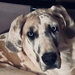 Great Danes from 10 Acre Danes LLC