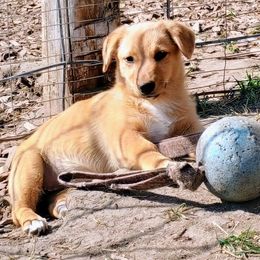 Polychromatic - Sable merle and white American Corgi puppy in Ellensburg, Washington from Faery Mount Farm