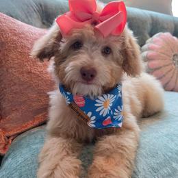 Juliet - Cream female Poodle puppy in Buffalo, Illinois from Pear Tree Pups