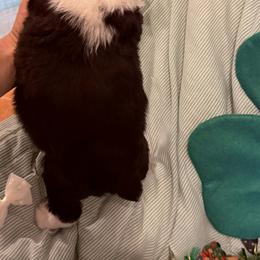 BlueBeard - Black and white male English Springer Spaniel puppy in Cookeville, Tennessee from AVE Springer Spaniels