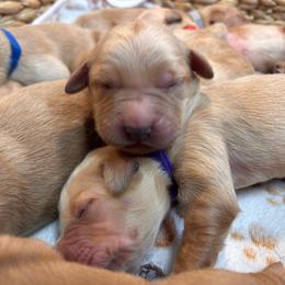 Grey - Golden female Golden Retriever puppy in Bonanza, Oregon from Gold 'N Dust Ranch