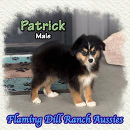 Patrick - Black tri male Toy Australian Shepherd puppy in Forestburg, Texas from Flaming Dill Ranch Aussies