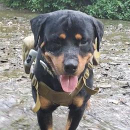 Riot - Rottweiler
