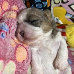 Shih Tzu Puppies from Lavender Lane Tzus