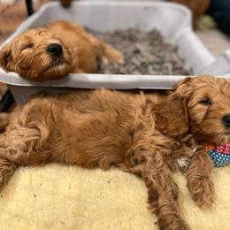 Goldendoodle Puppies from Sunnydoodle Utah