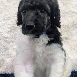 Danny - Parti male Poodle puppy in Canton, South Dakota from Van Der Poodles