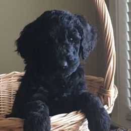 Goldendoodle Puppies from Davis Doodles