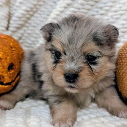 Pomeranian puppies from HillTop Pomeranians ✨