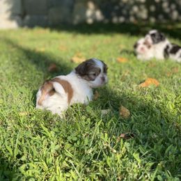 Shih Tzu Puppies from Dempsey’s Darlings