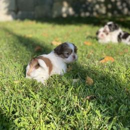 Shih Tzu Puppies from Dempsey’s Darlings