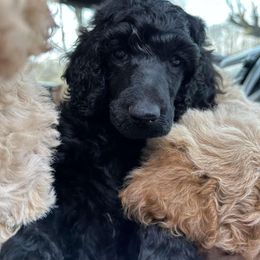 Girl 2 - Black Poodle puppy in Gate City, Virginia from Four Fillies Farm