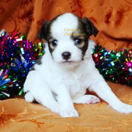 Cartier - Black and tan male Chihuahua puppy in Bois D Arc, Missouri from Carsten's Chihuahuas