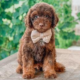 Archie - Chocolate male Goldendoodle puppy in Iola, Texas from Supreme Doodles of Texas