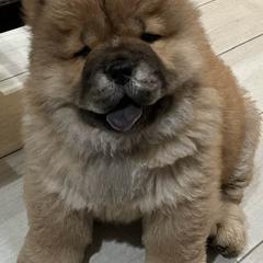 Chow Chow from Jenuine Chows