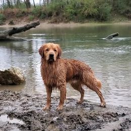 Wilder - Golden Retriever