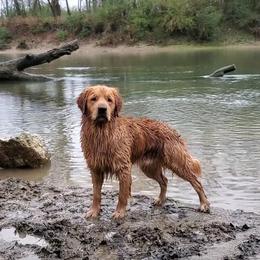 Wilder - Golden Retriever