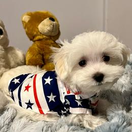 Boy 1 - White male Bichon Frise puppy in Lavon, Texas from Sissy’s Heavenly Paws