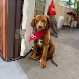 Breckenridge - unfurnished red merle - male Australian Mountain Doodle puppy in Lookout, California from Remington Kennels, LLC