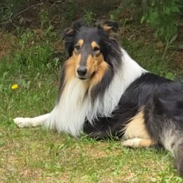 Duncan - Collie