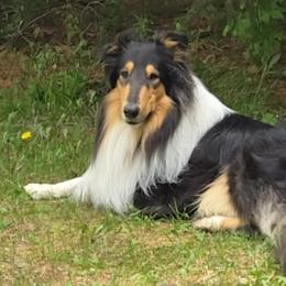 Duncan - Collie