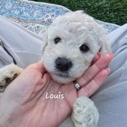 Louis - Cream male Goldendoodle puppy in Red Oak, Iowa from Fisher Pups-Stay Golden with a Doodle