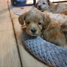 Maltipoo Puppies from Snow Pond Farm