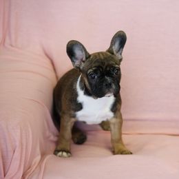 French Bulldog Puppies from Snuggle Buddy French Bulldogs