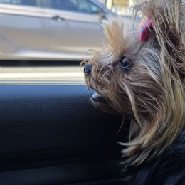Olde English Bulldogges and Yorkshire Terriers from Rubiez Yorkiez