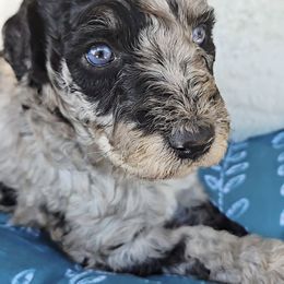Winston - Blue merle male Aussiedoodle puppy in Ennis, Texas from God’s Little Aussies