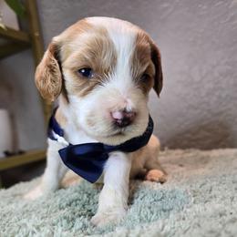 Hermes - Blenheim male Cavapoo puppy in Roseville, California from Heavenly Goldendoodles