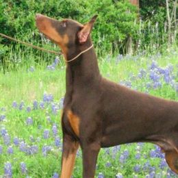 Doberman Pinschers from Draggin Dobermans & Great Danes