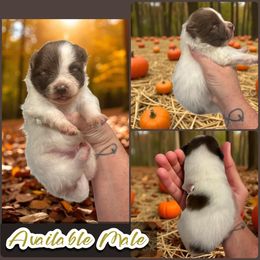 Chocolate Parti Male - Chocolate male Pomeranian puppy in Harrah, Oklahoma from Sunshines Pomeranians & Cavapoos