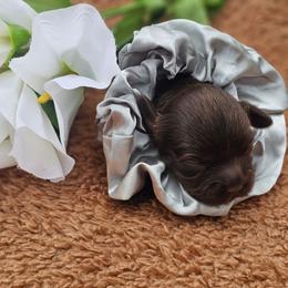 Godiva - Chocolate female Cavapoo puppy in Decatur, Illinois from Petite Pups
